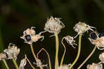 Little River Canyon onion